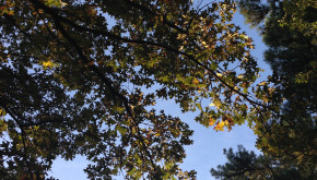 image of oak tree canopy taken from the ground and looking upwards to the sky