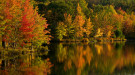 Northern forest in fall foliage next to a lake courtesy of David Whiteman