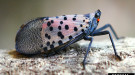 Spotted lanternfly - an invasive planthopper affecting agriculture and forestry (Photo by Lawrence Barringer, PA Dept. of Agriculture, bugwood.org)