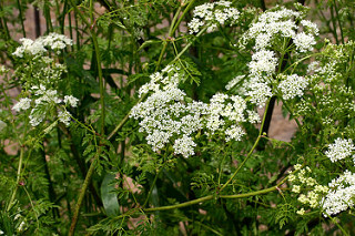 Poison hemlock is found in wetlands across the nation. Courtesy of Oregon Department of Agriculture, Flickr.