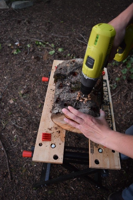 Drilling holes into log