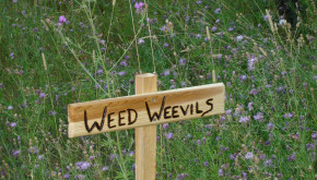 Weed Weevil Sign