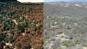 Comparative picture of effects of drought