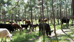 Cattle graze in a Georgia pine plantation. Photo by Mack Evans