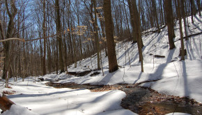 Stream flowing through a snow covered forest. 