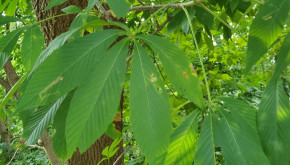 iNaturalist photo of Ohio buckeye leaf