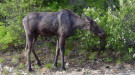 Sweetwater Moose