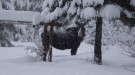 Idaho moose in a snowy forest