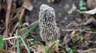 Morel mushroom. Photo by Rastoney (Flickr)