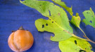 Persimmon fruit and leaves