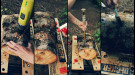 Steps of innoculating logs with shiitakes: drill, spray, innoculate, cover holes with wax
