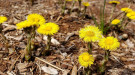 Yellow flowers of Blooming coltsfoot (Tussilago farfara)