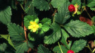 Picture of the red berry , yellow flower, and 3 lopped leaves of mock strawberry plant