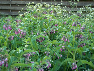 Comfrey has many medicinal qualities. Courtesy of Anneli Salo. 