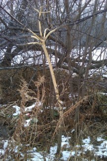 Porcupine damage in Minnesota