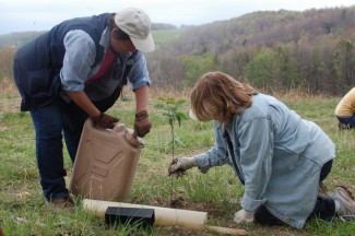 Participants plant native species of shrubs in rocky soil