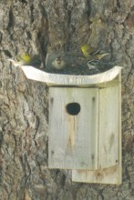 Bird feeder on a tree