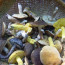 Wild mushrooms in a basket