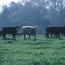 Cattle grazing in a field next to a forest. Courtesy of Jeff Vanuga/NRCS.