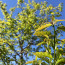 New growth on white oak sapling