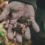 An extended dirt covered hand holds two truffles.
