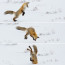Photo of fox pouncing on prey in snow.