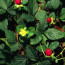 Picture of the red berry , yellow flower, and 3 lopped leaves of mock strawberry plant